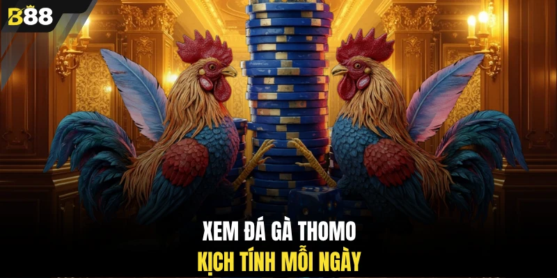 Xem đá gà thomo kịch tính mỗi ngày